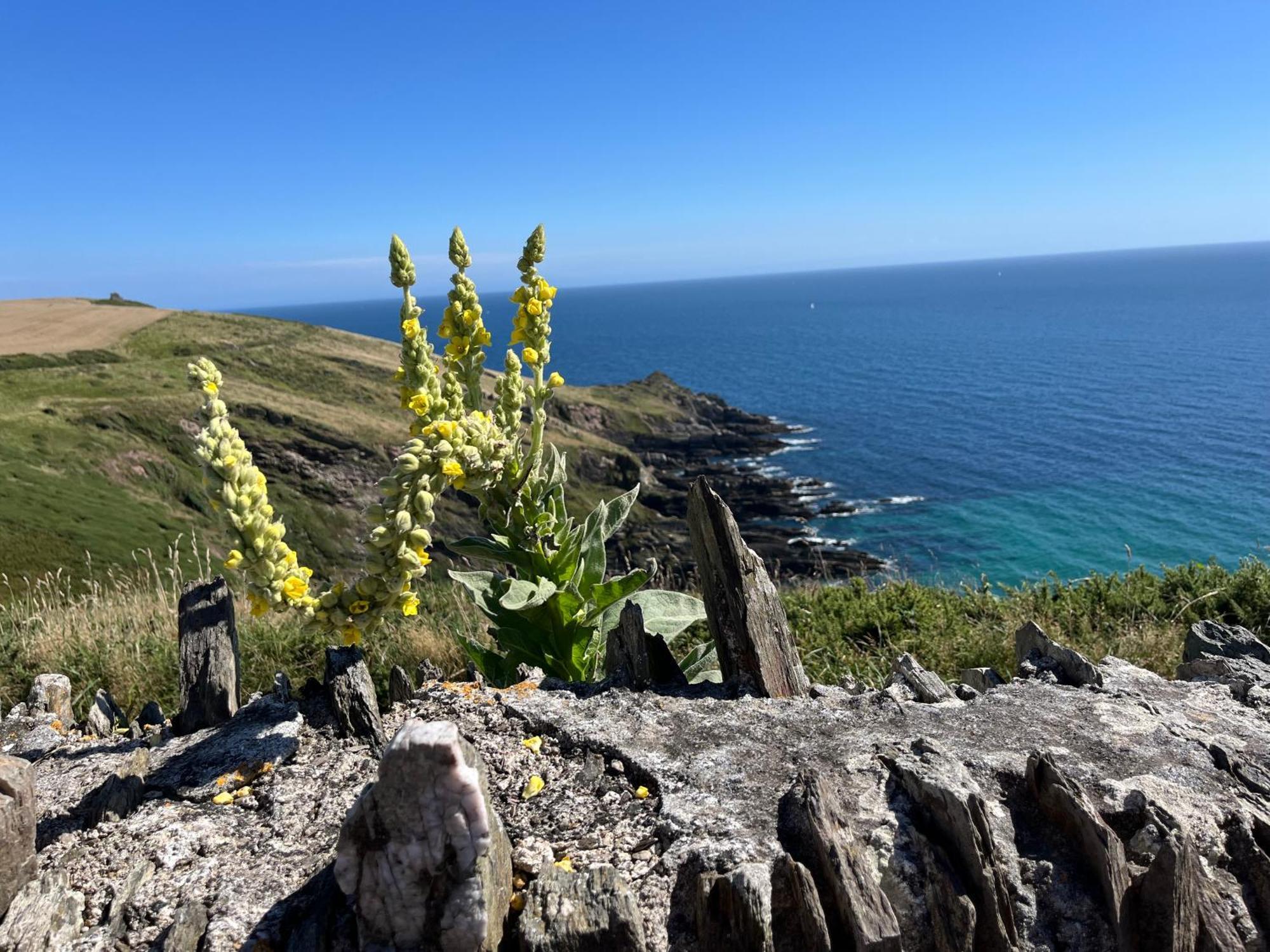 Pilchards Cottage Noss Mayo Bagian luar foto